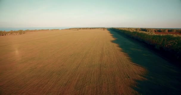 4 k légifelvételek. Alacsony repülés, zöld és sárga búza vidéki mező fölött. — Stock videók