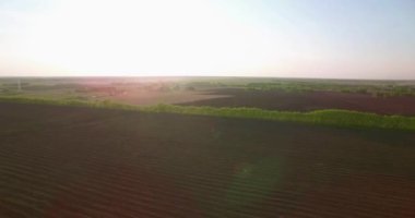 4 k hava manzara. Düşük uçuş yeşil ve sarı buğday kırsal alanın üzerine.