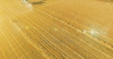 UHD 4k havadan görünümü. Düşük uçuş birleştirmek hasat toplar üzerinde sarı kırsal alan, buğday.