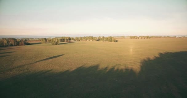 4 k luchtfoto. Lage vlucht over groene en gele rural tarweveld. — Stockvideo
