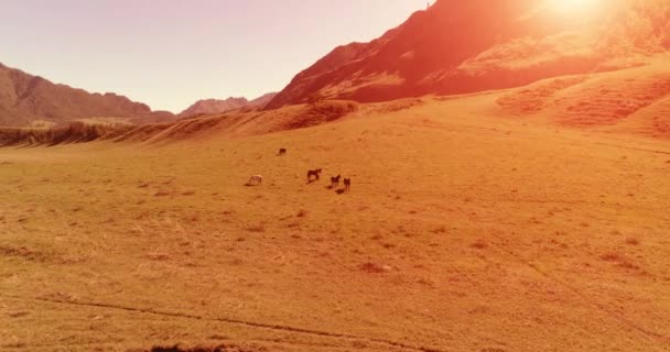 牧草地で野生の馬の群れの上の飛行。春の山野生の自然。自由生態学の概念. — ストック動画