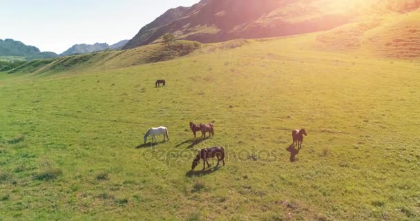 Yabani atların üzerinden uçarak çayırdaki sürüyü güderler. Bahar dağları vahşi doğa. Özgürlük ekolojisi kavramı. — Stok video