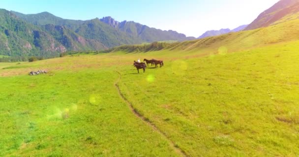 Volo sopra mandrie di cavalli selvatici sul prato. Primavera montagne natura selvaggia. Libertà concetto di ecologia. — Video Stock