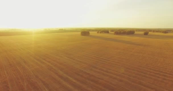 UHD 4K vista aérea. Vuelo en el aire sobre campo rural de trigo amarillo — Vídeos de Stock