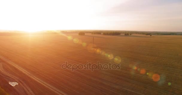 UHD 4K vista aérea. Vuelo en el aire sobre campo rural de trigo amarillo — Vídeo de stock