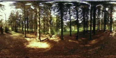 Bir şehir parkının UHD 4K 360 VR Sanal Gerçekliği. Sonbaharda ya da yaz gününde ağaçlar ve yeşil çimenler