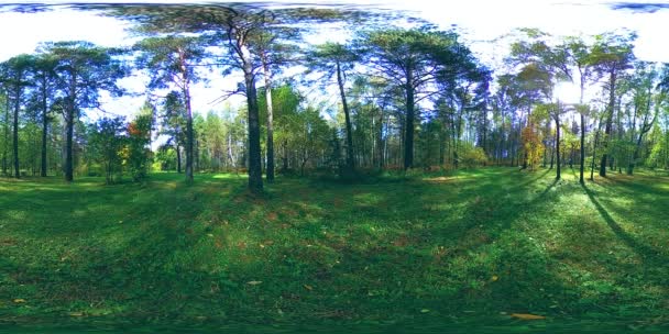 UHD 4K 360 VR Realidad virtual de un área recreativa del parque de la ciudad. Árboles y hierba verde en el día de otoño o verano — Vídeo de stock