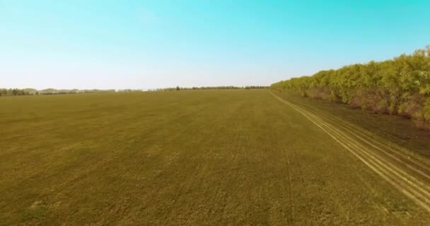 Pandangan udara 4k. Penerbangan rendah di atas ladang gandum hijau dan kuning . — Stok Video