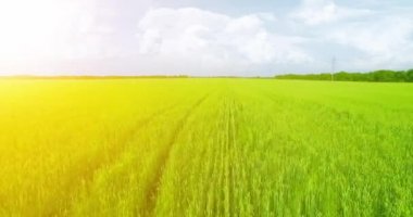 UHD 4k havadan görünümü. Düşük uçuş yeşil ve sarı buğday kırsal alanın üzerine