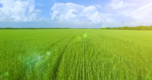 UHD 4k luchtfoto. Lage vlucht over groene en gele rural tarweveld — Stockvideo