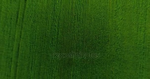 UHD 4K aerial view. Low flight over green and yellow wheat rural field. Vertical movement. — Stock Video