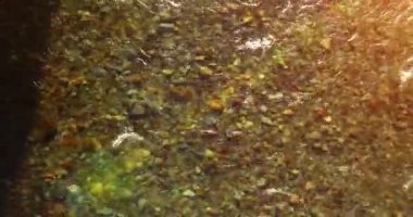 Güneşli yaz sabahında temiz ve taze bir dağ nehri üzerinde uçuşun ortasındayız. Üst görünüm ve yatay hareket