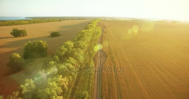 UHD 4K aerial view. Low flight over green and yellow wheat rural field and tree line — Stock Video