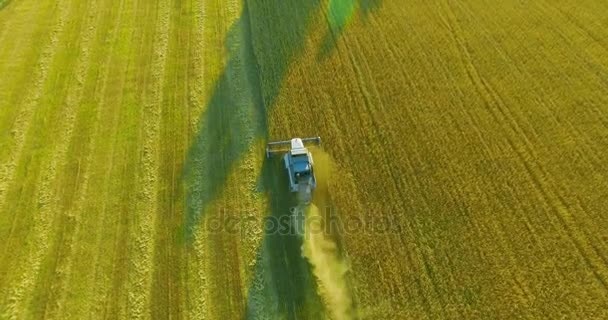 Εναέρια άποψη UHD 4k. Χαμηλή πτήση πάνω από Συνδυάστε harvester συγκεντρώνει το σιτάρι σε κίτρινο πεδίο αγροτικής. — Αρχείο Βίντεο