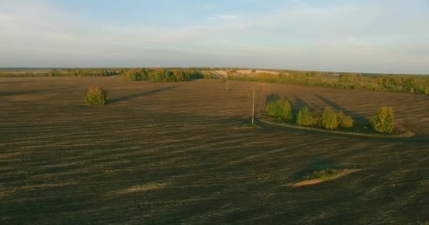 UHD 4k Flygfoto. Luften flygning över gula landsbygdens fältet — Stockvideo