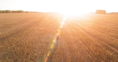 Bir büyük buğday tarlada yürüyen genç adam turist üzerinde düşük uçuş