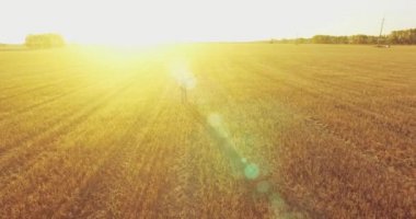 Düşük uçuş bir büyük buğday tarlada yürüyen genç adam turist üzerinde. Eller yukarı, kazanan, mutlu ve özgürlük kavramı.