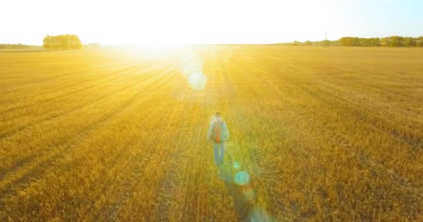 Низкий полет над молодым человеком туристом, идущим по огромному пшеничному полю — стоковое видео