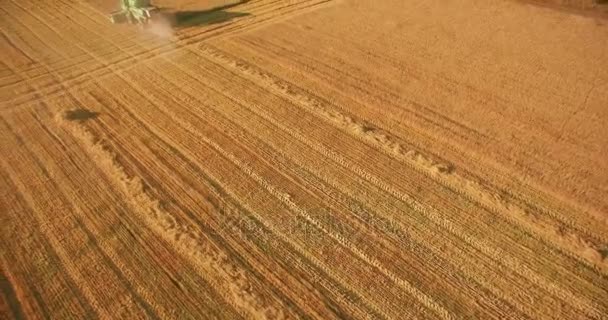 UHD 4k luchtfoto. Lage vlucht over combine harvester verzamelt de tarwe op geel landelijke veld. — Stockvideo