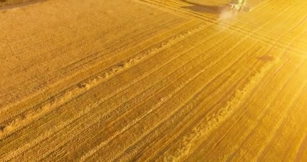 Uhd 4 к пташиного польоту. Низький політ над збирає комбайн об'єднати пшениці на жовтому полі сільських. — стокове відео