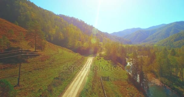 Közepén légijárat a friss hegyi folyó és a rét, napsütéses nyári reggel. Vidéki földút alatt. Tehenek és autó. — Stock videók