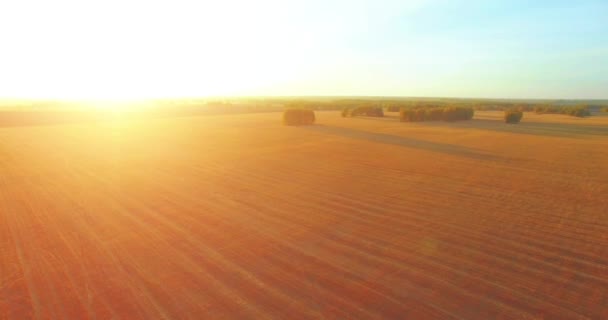 UHD 4K vista aérea. Vuelo en el aire sobre campo rural de trigo amarillo — Vídeos de Stock