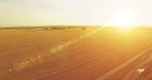 4k Uhd 공중 볼 수 있습니다. 공중 비행 노란색 밀 농촌 분야에 — 비디오