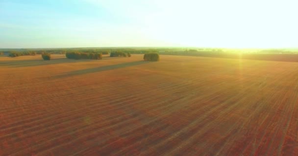 UHD 4K vista aérea. Vuelo en el aire sobre campo rural de trigo amarillo — Vídeos de Stock