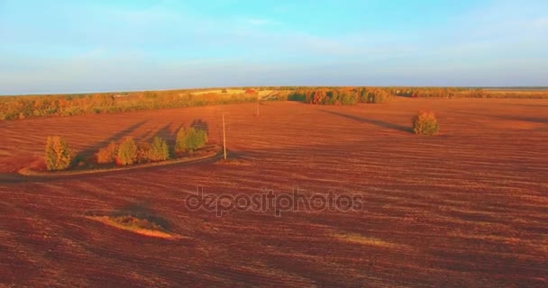 UHD 4K vista aérea. Vôo médio sobre o campo rural amarelo — Vídeo de Stock