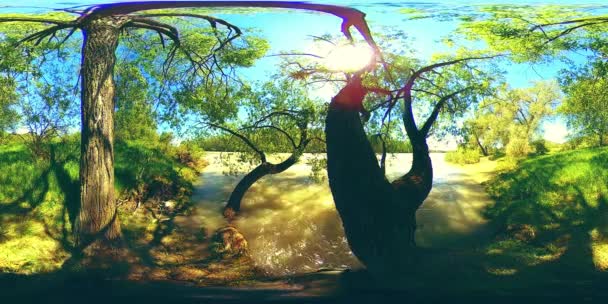 UHD 4K 360 VR La realtà virtuale di un fiume scorre sulle rocce in un bellissimo paesaggio forestale di montagna — Video Stock