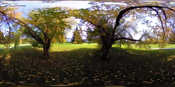 UHD 4K 360 VR Realtà Virtuale di un'area ricreativa del parco cittadino. Alberi ed erba verde al giorno d'autunno o d'estate — Video Stock