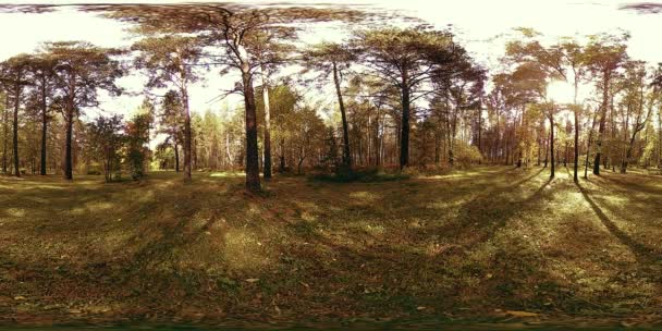 UHD 4K 360 VR Realtà Virtuale di un'area ricreativa del parco cittadino. Alberi ed erba verde al giorno d'autunno o d'estate — Video Stock