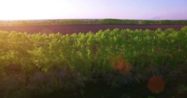 4 k hava manzara. Düşük uçuş yeşil ve sarı buğday kırsal alanın üzerine.