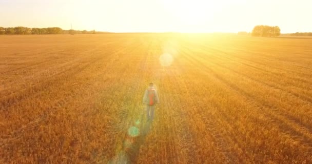 Tiefflug über Touristenjunge, der über ein riesiges Weizenfeld läuft — Stockvideo