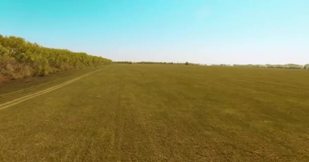 4k aerial view. Low flight over green and yellow wheat rural field. — Stock Video