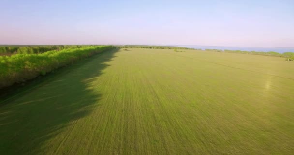 Vue aérienne 4k. Vol bas au-dessus du champ rural de blé vert et jaune . — Video