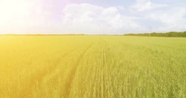 UHD 4k havadan görünümü. Düşük uçuş yeşil ve sarı buğday kırsal alanın üzerine