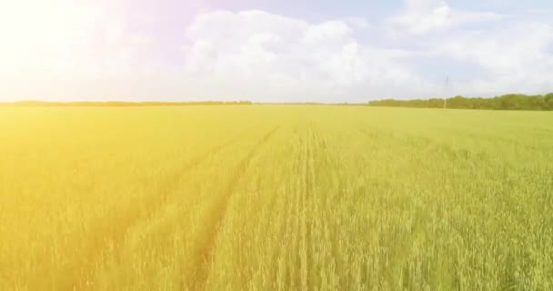 UHD 4k luchtfoto. Lage vlucht over groene en gele rural tarweveld — Stockvideo