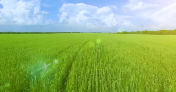 UHD 4K vue aérienne. Vol bas au-dessus du champ rural de blé vert et jaune — Video