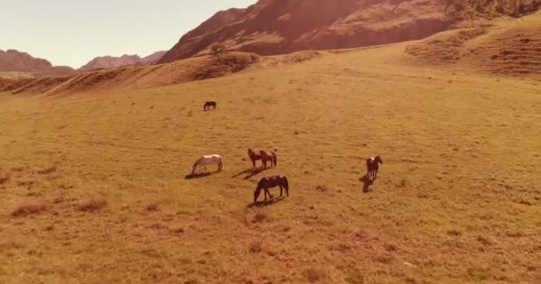 Πτήση πάνω από άγρια άλογα κοπάδι στο λιβάδι. Άνοιξη βουνά άγρια φύση. Οικολογία ελευθερίας. — Αρχείο Βίντεο