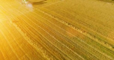 UHD 4k havadan görünümü. Düşük uçuş birleştirmek hasat toplar üzerinde sarı kırsal alan, buğday.