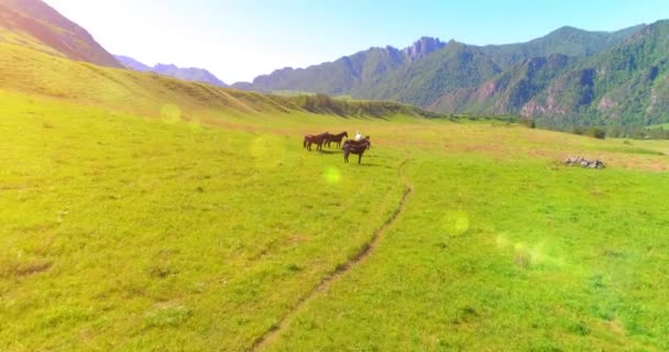 Flight over wild horses herd on meadow. Spring mountains wild nature. Freedom ecology concept. — Stock Video