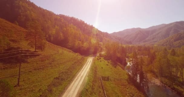 Vôo a meio do ar sobre o rio e o prado frescos da montanha na manhã ensolarada do verão. Estrada de terra rural abaixo. Vacas e carro . — Vídeo de Stock