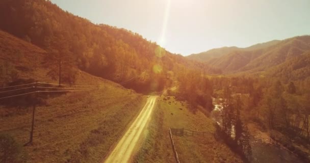 Vôo a meio do ar sobre o rio e o prado frescos da montanha na manhã ensolarada do verão. Estrada de terra rural abaixo. Vacas e carro . — Vídeo de Stock