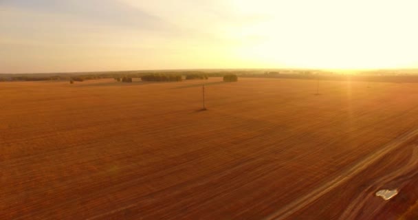 UHD 4K вид сверху. Полет над полем из жёлтой пшеницы — стоковое видео