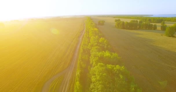 4 k Uhd 空撮。緑と黄色の小麦農村フィールドの上の飛行を低し、木のライン — ストック動画