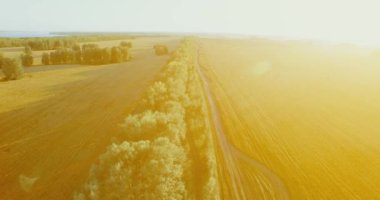 UHD 4k havadan görünümü. Yeşil ve sarı buğday kırsal alanın üzerine uçuş düşük ve satır ağacı