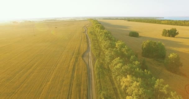 UHD 4K vista aérea. Vôo baixo sobre campo rural de trigo verde e amarelo e linha de árvore — Vídeo de Stock