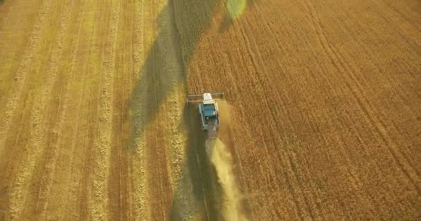 4 k Uhd 空撮。黄色の農村フィールドで小麦コンバイン ハーベスタ収集便低. — ストック動画