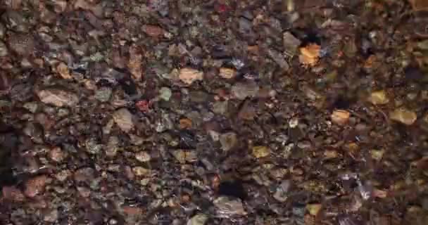 Vol en vol au-dessus d'une rivière de montagne fraîche et propre au matin ensoleillé d'été. Vue de dessus et mouvement horizontal